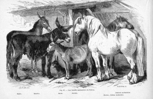 Iconographie - L’âne et les mulets, selon Lalaisse