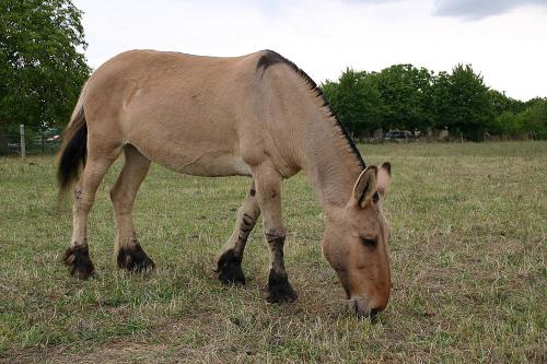 Iconographie - Petite mule poitevine isabelle baptisée Une Thalia