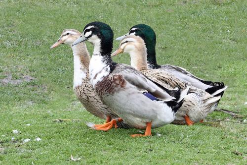 Iconographie - Canards de l'élevage Dominique Besnard