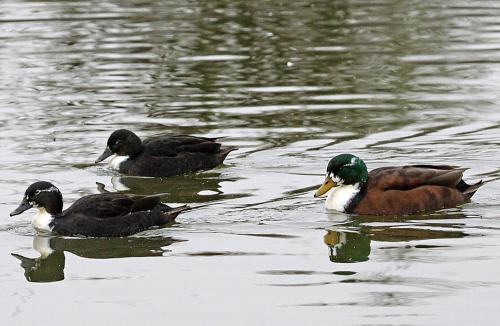 Iconographie - Canards de Vouillé 