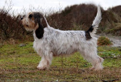 Iconographie - Le grand basset griffon Vendéen 