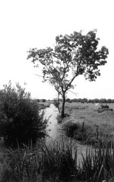 Iconographie - Marais près de la tour de Morique