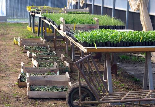 Iconographie - Plantation sous serre à Graine d'ID