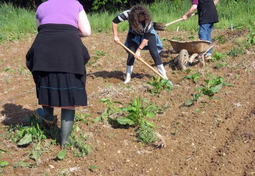 Iconographie - Travaux agricoles avec Grainde d'ID