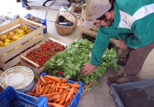 Iconographie - La récolte fruits et légumes à Graine d'ID