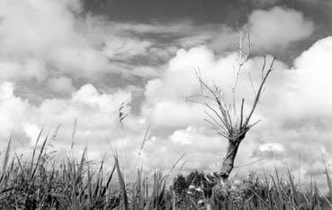 Iconographie - Arbre mort, route de la Pibole