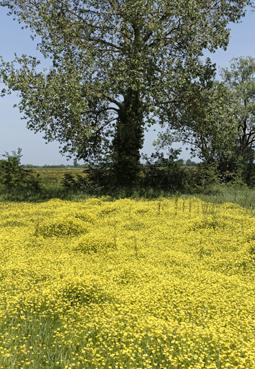 Iconographie - Tapis jaune