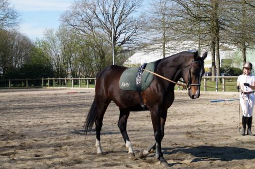 Iconographie - Formation aux métiers du cheval MFR