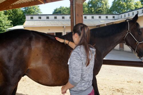 Iconographie - Formation aux métiers du cheval MFR