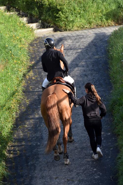 Iconographie - Formation aux métiers du cheval MFR