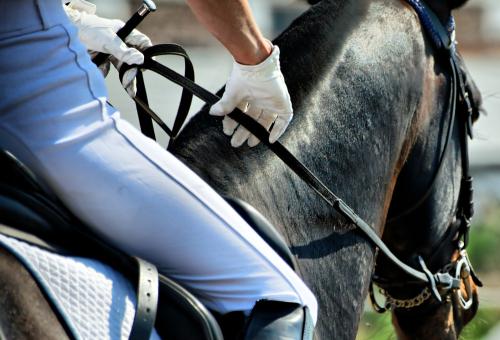 Iconographie - Formation aux métiers du cheval MFR