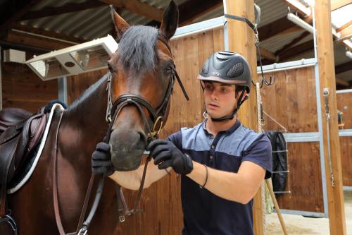 Iconographie - Formation aux métiers du cheval MFR