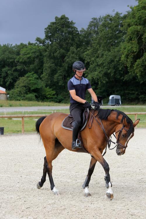 Iconographie - Formation aux métiers du cheval MFR