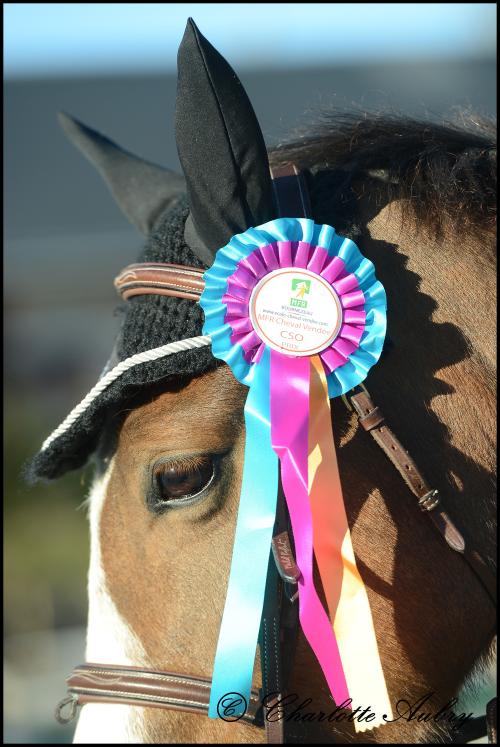 Iconographie - Formation aux métiers du cheval MFR