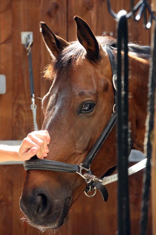 Iconographie - Formation aux métiers du cheval MFR