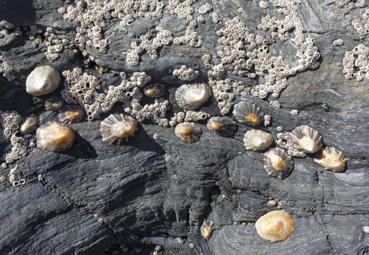 Iconographie - Patelles