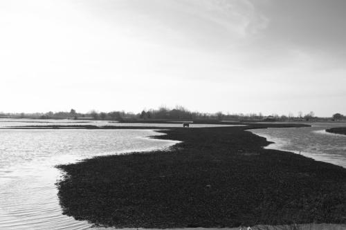 Iconographie - Animal dans le marais inondé de Sallertaine