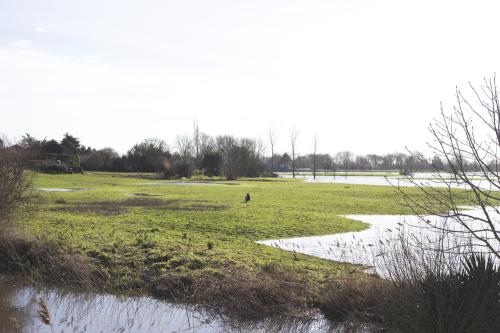 Iconographie - Animal dans le marais inondé de Sallertaine