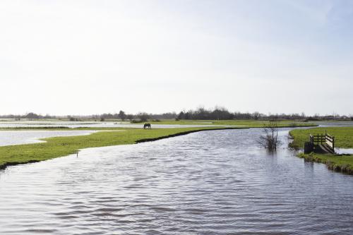 Iconographie - Animal dans le marais inondé de Sallertaine