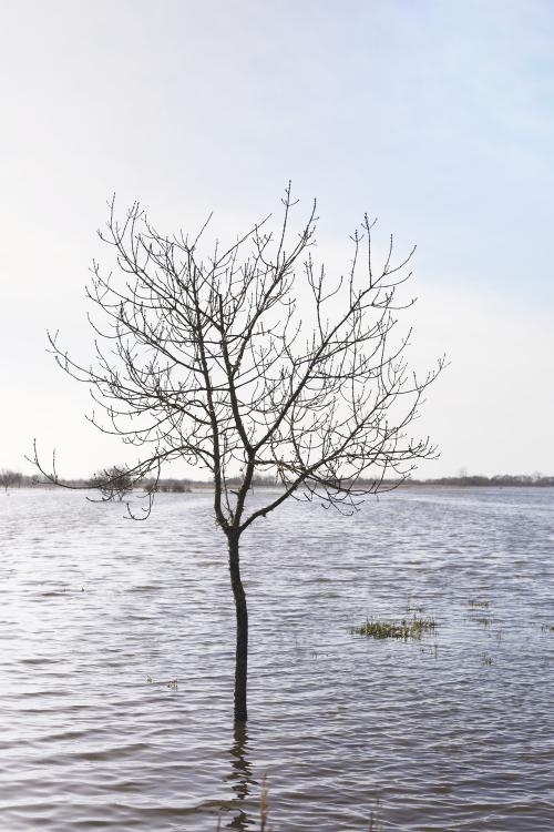 Iconographie - Arbre au milieu du marais inondé de Sallertaine