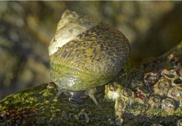 Iconographie - Bigorneau