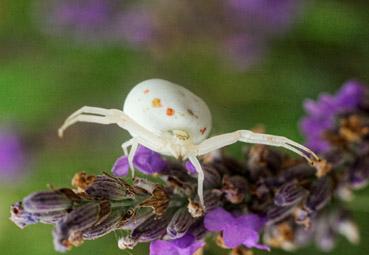 Iconographie - Araignée-crabe