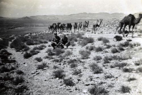 Iconographie - Algérie - Oran, troupeau de dromadaires