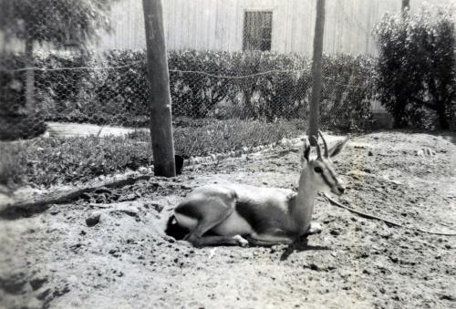 Iconographie - Algérie - Oran, la gazelle de la musique