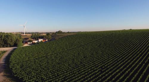 Iconographie - Les vignes du domaine de Chaume