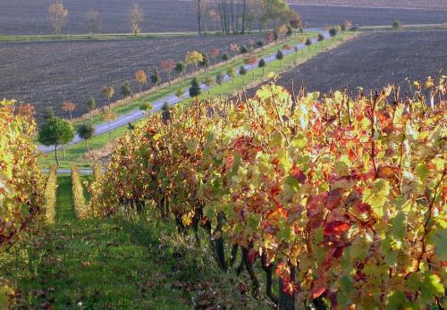 Iconographie - Les vignes du domaine de Chaume