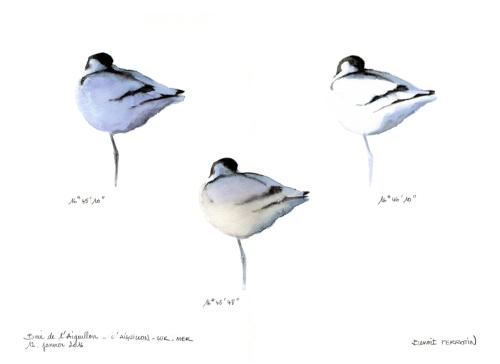 Iconographie - Avocette élégante, selon Benoît Perrotin