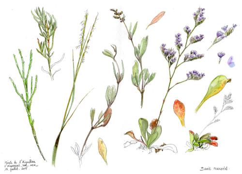 Iconographie - Plantes pré-salé, selon Benoît Perrotin