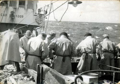 Iconographie - Le travail du poisson sur le pont du chalutier fécampois Cap Bojador