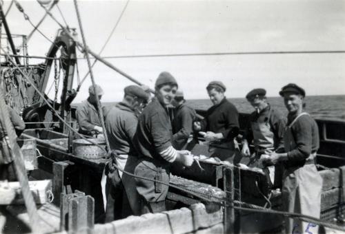 Iconographie - Le travail du poisson sur le pont d'un chalutier fécampois