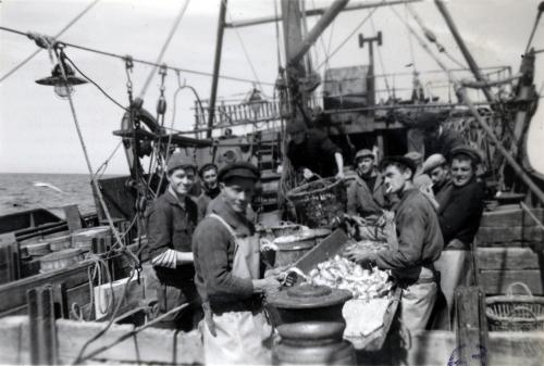 Iconographie - Le travail du poisson sur le pont du chalutier fécampois Cap Bojador