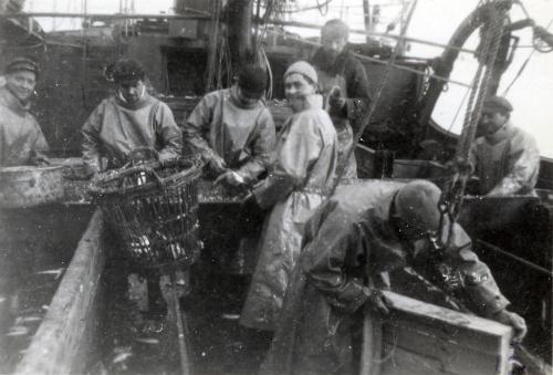 Iconographie - Le travail du poisson sur le pont du chalutier fécampois Cap Bojador