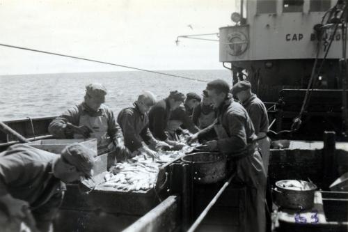 Iconographie - Le travail du poisson sur le pont du chalutier  fécampois Cap Bojador