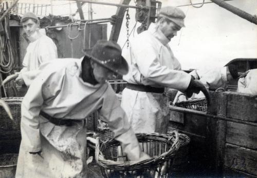 Iconographie - Le travail du poisson sur le pont du chalutier fécampois Cap Bojador