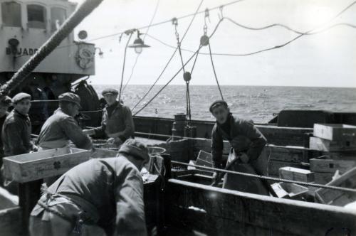 Iconographie - Le travail du poisson sur le pont du chalutier fécampois Cap Bojador