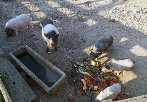 Iconographie - Recyclage des déchets des purées pour enfants de la marque L'Unique