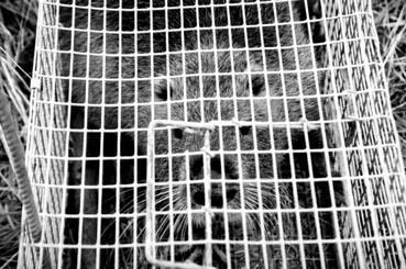 Iconographie - Piègeage : rat musqué piégé