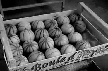 Iconographie - Melons : la Boule d'Or