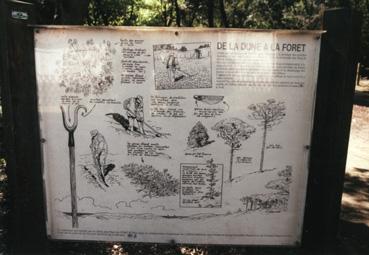 Iconographie - Forêt de Monts