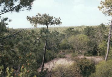 iconographie - Forêt de Monts