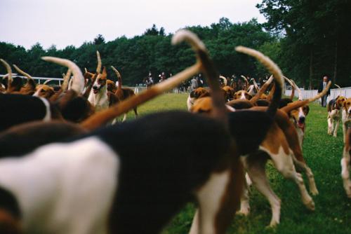 Iconographie - Chiens de chasse durant le concours de trompes de chasse