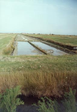 Iconographie - Marais salant