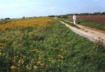 Iconographie - Chemin