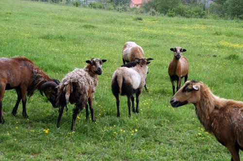 Iconographie - Chèvres au champ