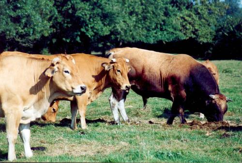 Iconographie - Bovins de race Blonde d'Aquitaine