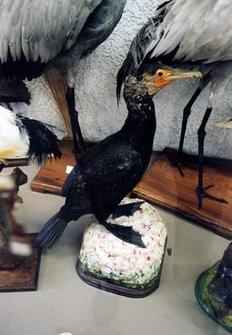 Iconographie - Oiseaux